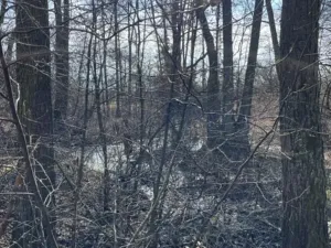 Prodej lesa, Jaroměř, 19276 m2