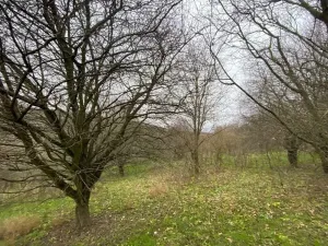 Dražba lesa, Šarovy, 11619 m2