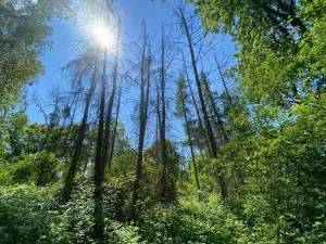 Dražba lesa, Kropáčova Vrutice, 15167 m2
