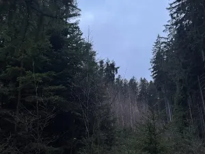 Prodej lesa, Vacov, 14711 m2