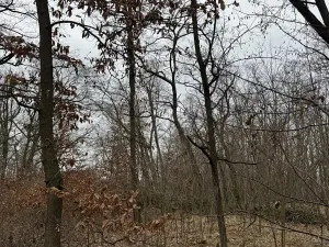 Prodej podílu lesa, Lesonice, 6189 m2