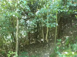 Dražba louky, Děčín, 675 m2