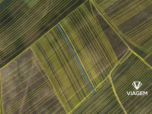 Prodej pole, Prušánky, 1303 m2