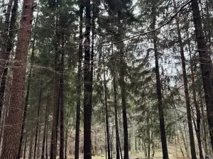 Prodej podílu lesa, Francova Lhota, 1929 m2