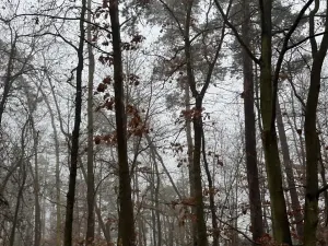 Prodej lesa, Milavče, 5759 m2