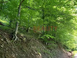 Prodej lesa, Třinec, 102143 m2