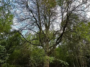 Prodej pozemku pro bydlení, Luštěnice, 9366 m2