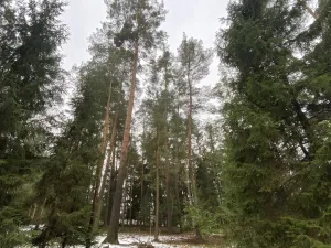 Prodej lesa, Veliny, 4517 m2