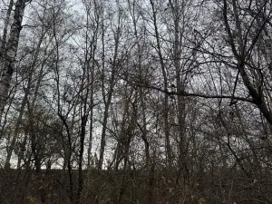 Prodej lesa, Moravský Písek, 4838 m2