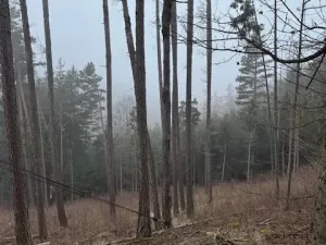 Prodej podílu lesa, Vacov, 23843 m2