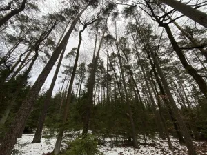 Prodej lesa, Veliny, 16002 m2