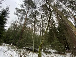 Prodej lesa, Veliny, 16002 m2