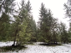 Prodej lesa, Veliny, 16002 m2