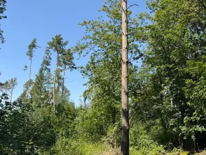 Prodej lesa, Bolehošť, 3558 m2