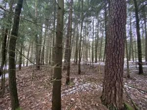 Prodej lesa, Veliny, 4431 m2