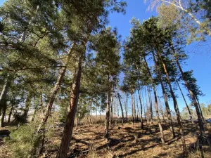 Prodej lesa, Veliny, 882 m2