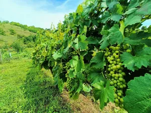 Prodej sadu/vinice, Pouzdřany, 1120 m2