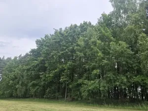 Prodej lesa, Paceřice, 4924 m2