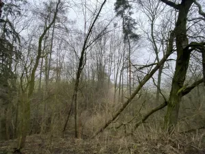 Prodej lesa, Městečko Trnávka - Lázy, 856 m2