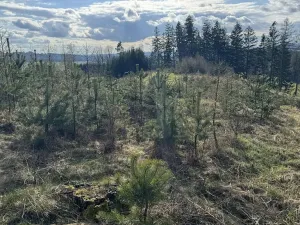 Prodej lesa, Pecka, 35108 m2