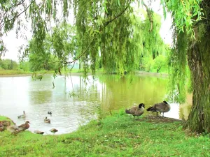 Prodej zemědělské usedlosti, Kolešov, 500 m2