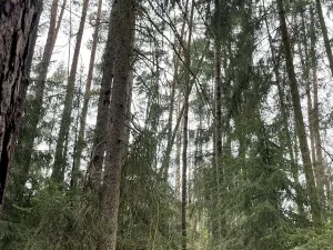 Prodej lesa, Plzeň, 5650 m2