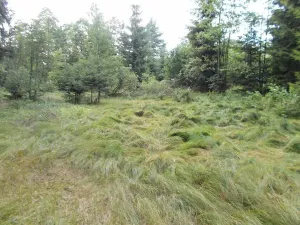 Prodej louky, Velký Šenov, 3266 m2