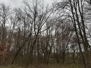 Prodej lesa, Čejkovice, 8895 m2