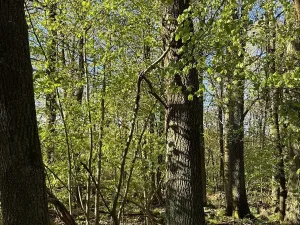 Prodej pozemku, Čížkov, 22012 m2