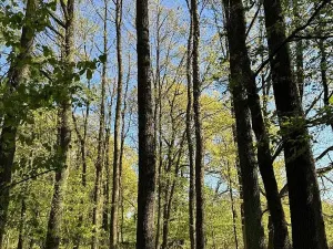 Prodej pozemku, Čížkov, 22012 m2