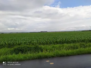 Prodej pozemku pro bydlení, Dolní Ředice, 12434 m2