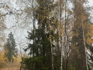 Prodej podílu lesa, Úboč, 4513 m2