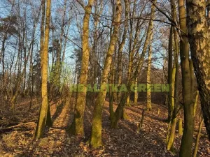 Prodej lesa, Jistebník, 5452 m2