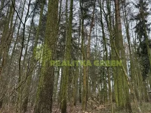 Prodej lesa, Konice, 10385 m2