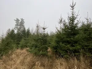 Prodej lesa, Městečko Trnávka - Lázy, 6313 m2