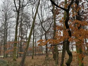 Prodej lesa, Citonice, 1777 m2