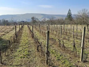 Prodej rodinného domu, Boršice, 280 m2