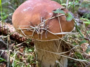 Prodej bytu 3+kk, Janov nad Nisou - Hrabětice, 63 m2