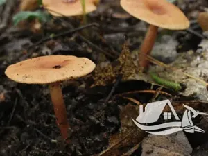 Prodej bytu 1+kk, Bansko, Bulharsko, 36 m2