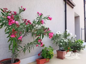 Prodej bytu 1+kk, Bjala, Bulharsko, 34 m2