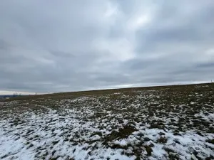 Dražba pole, Litoměřice, 8107 m2