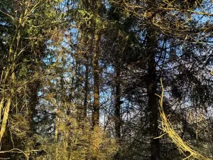 Prodej lesa, Poleň, 11901 m2