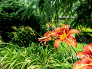 Prodej zahrady, Děčín - Děčín VII-Chrochvice, Mendelova, 578 m2