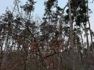 Prodej lesa, Týnec nad Labem, 7079 m2