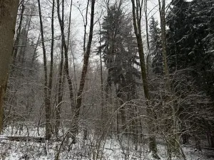 Prodej lesa, Velké Losiny, 7690 m2