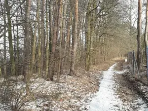 Prodej lesa, Řípec, 27546 m2