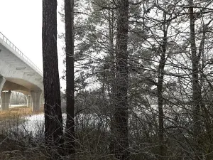 Prodej lesa, Řípec, 27546 m2