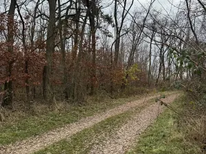 Prodej podílu lesa, Lesonice, 1518 m2