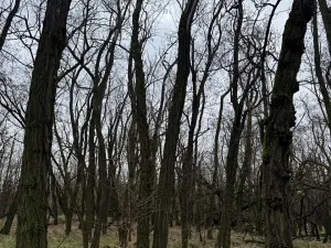 Prodej podílu lesa, Lesonice, 1518 m2