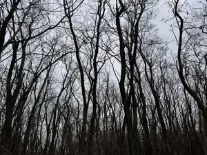 Prodej podílu lesa, Lesonice, 1518 m2